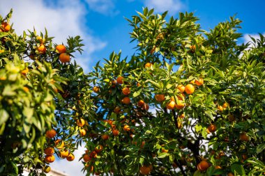 Karadağ 'da yemyeşil yapraklarla çevrili olgun meyvelerle dolu portakal ağacı. Akdeniz tarım ve taze narenciye hasadının canlı bir sembolü. Yüksek kalite fotoğraf