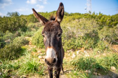 Eşek tuhaf bir şekilde Kuzey Kıbrıs Ulusal Eşek Parkı 'ndaki bir arabanın camına bakıyor. Görüntü vahşi yaşam etkileşimini, merakı ve bu başıboş gezen hayvanların eşsiz cazibesini vurguluyor.. 