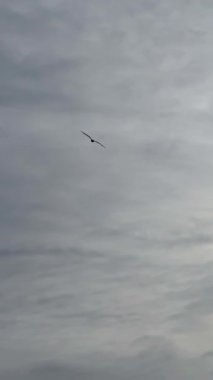 Karadağ 'ın Skadar Gölü üzerinde bir pelikan gökyüzünde süzülüyor. Görkemli kuş, özgürlüğü ve dokunulmamış doğanın güzelliğini sembolize ederek zahmetsizce süzülür. Yüksek kalite 4k görüntü