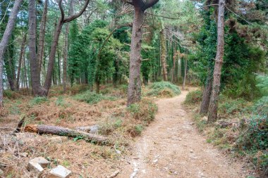 Karadağ 'ın Boka körfezi ve Kotor kasabası yakınlarındaki dağların derinliklerindeki yeşil orman. Yüksek kalite fotoğraf