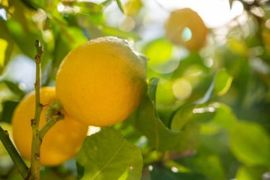 Karadağ 'da yemyeşil yapraklarla çevrili bir ağaçta yetişen olgun limonların yakın çekimi. Organik tarım, Akdeniz iklimi ve doğal narenciye hasadı kavramı. Yüksek kalite fotoğraf