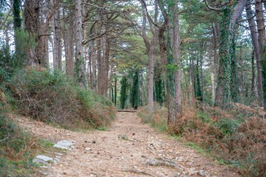 Karadağ 'ın Boka körfezi ve Kotor kasabası yakınlarındaki dağların derinliklerindeki yeşil orman. Yüksek kalite fotoğraf