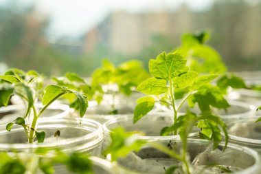 Pencere kenarında taze lahanası olan küçük çaydanlıklar. Evde bahçıvanlık ve sebze ekme hazırlığı kavramı. Yüksek kalite fotoğraf