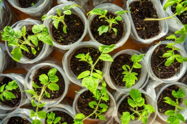 Pencere kenarında taze lahanası olan küçük çaydanlıklar. Evde bahçıvanlık ve sebze ekme hazırlığı kavramı. Yüksek kalite fotoğraf
