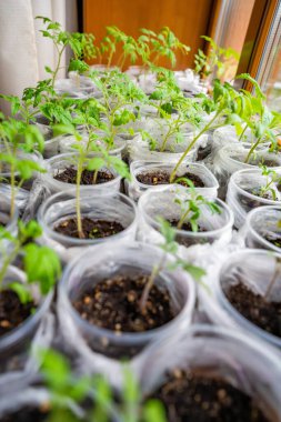 Pencere kenarında taze lahanası olan küçük çaydanlıklar. Evde bahçıvanlık ve sebze ekme hazırlığı kavramı. Yüksek kalite fotoğraf