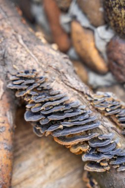 Çürüyen bir kütükte büyüyen Türkiye Kuyruk mantarı kümesi. Orman ekosistemi, biyolojik çeşitlilik ve doğal çürüme süreci kavramı. Yüksek kalite fotoğraf