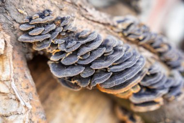 Çürüyen bir kütükte büyüyen Türkiye Kuyruk mantarı kümesi. Orman ekosistemi, biyolojik çeşitlilik ve doğal çürüme süreci kavramı. Yüksek kalite fotoğraf