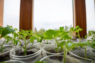 Pencere kenarında taze lahanası olan küçük çaydanlıklar. Evde bahçıvanlık ve sebze ekme hazırlığı kavramı. Yüksek kalite fotoğraf