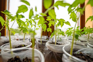 Pencere kenarında taze lahanası olan küçük çaydanlıklar. Evde bahçıvanlık ve sebze ekme hazırlığı kavramı. Yüksek kalite fotoğraf