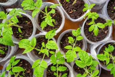 Pencere kenarında taze lahanası olan küçük çaydanlıklar. Evde bahçıvanlık ve sebze ekme hazırlığı kavramı. Yüksek kalite fotoğraf