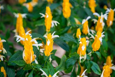 Pachystachy lutea 'nın parlak sarı cilt yüzeyi ya da botanik bahçesi serasında açan altın karides bitkisi. Egzotik bitki yetiştirme, sera biyolojik çeşitliliği ve tropikal botanik. 