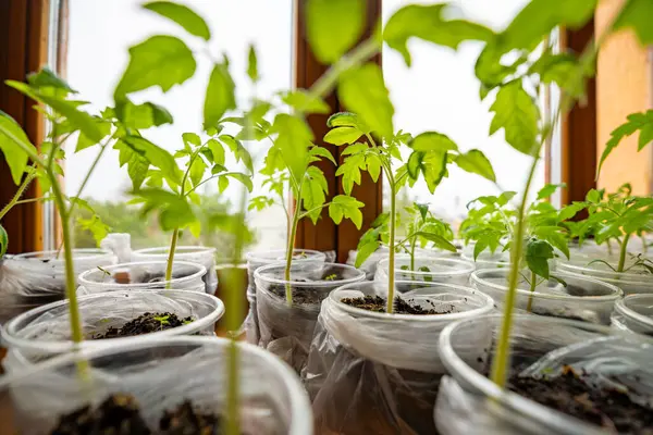 Pencere kenarında taze lahanası olan küçük çaydanlıklar. Evde bahçıvanlık ve sebze ekme hazırlığı kavramı. Yüksek kalite fotoğraf