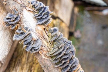 Çürüyen bir kütükte büyüyen Türkiye Kuyruk mantarı kümesi. Orman ekosistemi, biyolojik çeşitlilik ve doğal çürüme süreci kavramı. Yüksek kalite fotoğraf