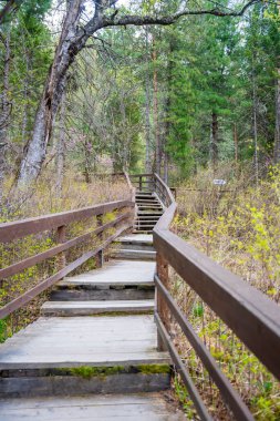 Altai Rusya 'daki Korbu şelalesine giden merdivenleri ve tırabzanları olan ahşap bir yol. Teletskoye Gölü yakınlarında vahşi doğada manzara. Yüksek kalite fotoğraf