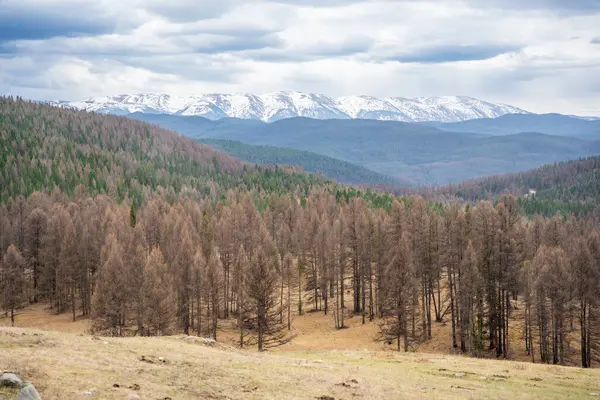 Altai Rusya 'nın Ulagan bölgesindeki dağ sırtı vadisi ve zirveleri. Engebeli arazisi ve doğal doğası olan geniş bir dağlık arazi. Yüksek kalite fotoğraf