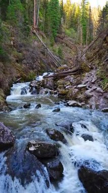 Tretya Rechka nehri ya da Artybash kasabası yakınlarında akan üçüncü nehir. Rusya 'nın Altai bölgesindeki el değmemiş tatlı su nehri manzarası. Yüksek kalite 4k görüntü