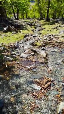 Dağ deresi Altai Rusya 'daki Chulyshman nehrine akıyor. Vahşi vadideki doğal su yolu sakin. Yüksek kalite 4k görüntü