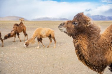 Kosh-Agach Altai Rusya yakınlarındaki yolda yürüyen develer. Göçebe hayvanlar Moğolistan sınırına yakın bozkırlarda dolaşıyorlar. Yüksek kalite fotoğraf