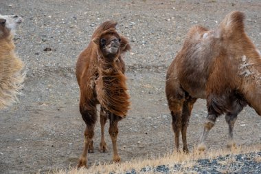 Kosh-Agach Altai Rusya yakınlarındaki yolda yürüyen develer. Göçebe hayvanlar Moğolistan sınırına yakın bozkırlarda dolaşıyorlar. Yüksek kalite fotoğraf