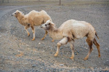 Kosh-Agach Altai Rusya yakınlarındaki yolda yürüyen develer. Göçebe hayvanlar Moğolistan sınırına yakın bozkırlarda dolaşıyorlar. Yüksek kalite fotoğraf