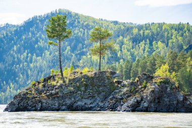 Ayı Adası, Katun nehri üzerinde, Altai Rusya 'da. Dağ suları ve doğal manzarayla çevrili manzaralı nehir adası. Yüksek kalite fotoğraf