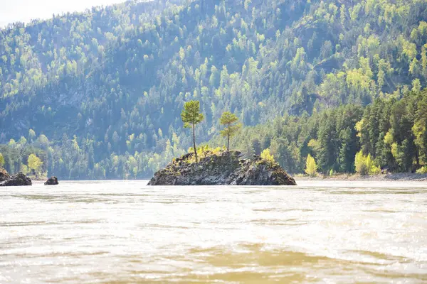 Ayı Adası, Katun nehri üzerinde, Altai Rusya 'da. Dağ suları ve doğal manzarayla çevrili manzaralı nehir adası. Yüksek kalite fotoğraf