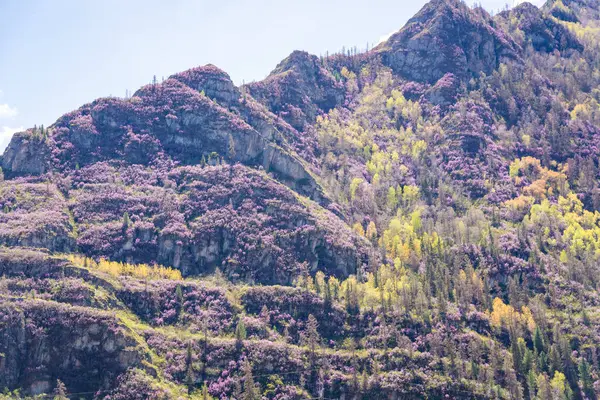 Chuysky Trakt Dağları Altai Rusya 'nın çiçek açan rhododendronlarıyla kaplıdır. Doğal dağ manzarasında canlı Sibirya alp bitkisi. Yüksek kalite fotoğraf