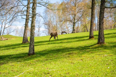 Bahar Ormanı Altai Rusya 'da geyik otlaması. İlkbahar mevsiminde doğal ormanlık alanda beslenen vahşi geyik. Yüksek kalite fotoğraf