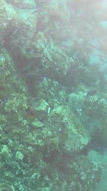 Adriyatik Denizi 'nin berrak suları Hırvatistan kıyı şeridi yakınlarında kayalık deniz yatağı, balık ve mercan ortaya çıkardı. Deniz yaşamı ve şeffaf okyanus manzaralı deniz altı manzarası. Yüksek kalite 4k görüntü