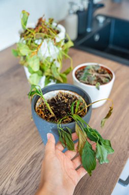 Uzun bir aradan sonra eve döndükten sonra bir ev bitkisinin kuru yapraklarını topluyordum. İhmal edilmenin, duygusal bağlantının ve unutulmuş tedavinin farkına varmak. Yüksek kalite fotoğraf