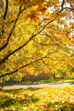 Sarı yapraklı bir sonbahar parkı, sıcak renklerle doğal sonbahar arka planı ve altın yaprakları mevsimsel yaşam tarzı ve doğa temaları için huzurlu bir açık hava manzarası. Yüksek kalite fotoğraf