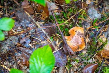 Orange-brown wild mushroom growing among pine needles and forest moss in Czech woodland. Concept of seasonal foraging, hidden treasures and natural biodiversity on the forest floor. High quality photo