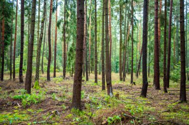 Dense pine forest in Czech Republic with mossy ground, tree trunks and rich natural vegetation. Peaceful woodland landscape reflecting sustainable lifestyle and eco travel in nature. High quality phot