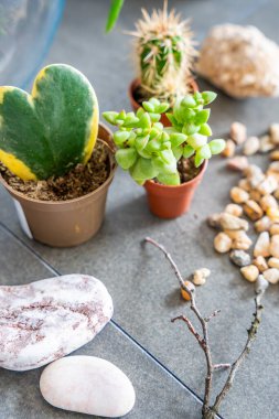 Kapalı bir teraryum ya da cam ekosistem oluşturmak için hazırlanmış doğal malzemeler ve dekoratif elementlere yakından bakın. DIY bitki tasarımı, ekolojik bilinçli yaşam ve yaratıcı ev projeleri kavramı. 