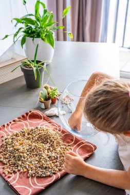 Küçük bir kız gelecekteki bitki örtüsü ya da kapalı ekosistem için cam kaplara taş döküyor. Elle öğrenme, çevre dostu yaratıcılık ve doğaya dayalı projelere erken katılım. 