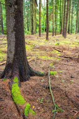 Dense pine forest in Czech Republic with mossy ground, tree trunks and rich natural vegetation. Peaceful woodland landscape reflecting sustainable lifestyle and eco travel in nature. High quality phot