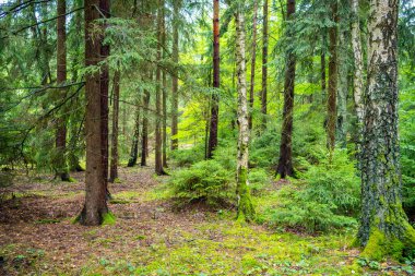 Dense pine forest in Czech Republic with mossy ground, tree trunks and rich natural vegetation. Peaceful woodland landscape reflecting sustainable lifestyle and eco travel in nature. High quality phot