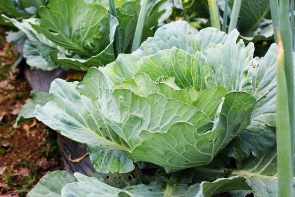 Closeup Young Cabbage Plant Fresh Vegetable Leaves Organic Agricultural Concept — Stock Photo, Image