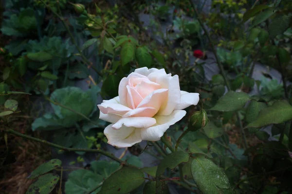 庭に茎を持つ蕾の近くに白いバラが咲き — ストック写真