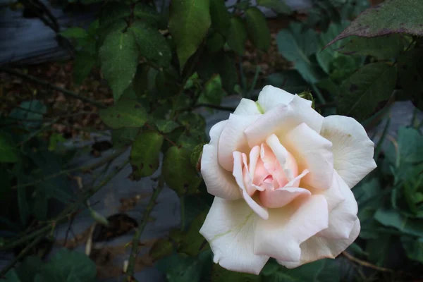 stock image top view of a two tone rose, pink and white crown blooming with copyspace