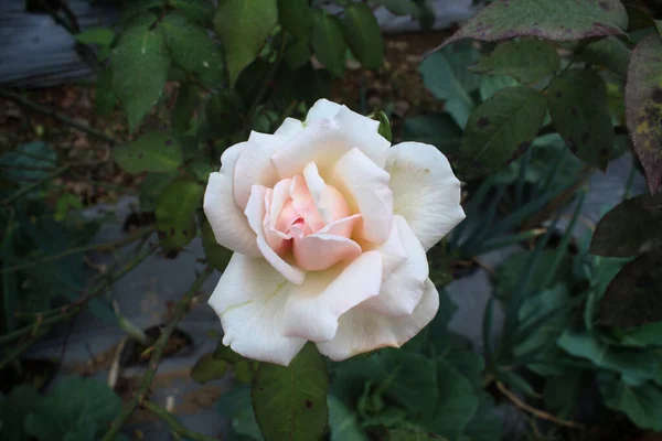 Vista Superior Rosa Branca Florescendo Com Tom Rosa Com Caules — Fotografia de Stock