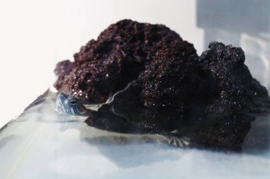 Kaplumbağa su yüzeyine çıkar. Suda görünmez bir vücut ve akvaryumda lav kayaları vardır.