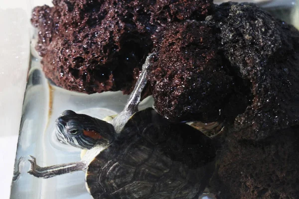 stock image turtle swimming and holding on to a rock, red ear slader turtle kept in an aquarium