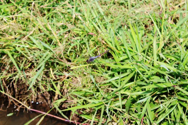 stock image beautiful dragonfly resting on green leafy grass seeds in paddy fields, often called Southern hawker