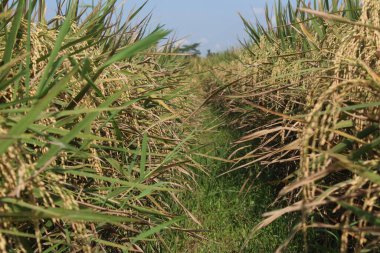 Yeşil ve sarı çeltik ağaçları Tarlalarda rüzgarda esiyor