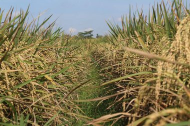 Meydanda hasat gününü bekleyen olgunlaşmış sarı pirinç bitkileri.