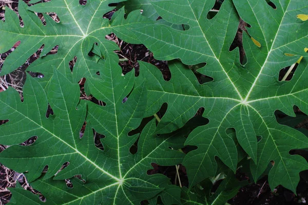 Top View Green Papaya Leaves Clustered Good Leaf Bones Close — Stock Photo, Image