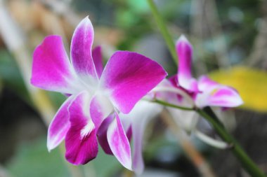 Mor yapraklı beyaz çiçek, seçici odak portresi ve bulanık arkaplan.