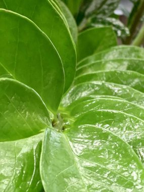 yeşil yapraklar, bitkiler ve yapraklar