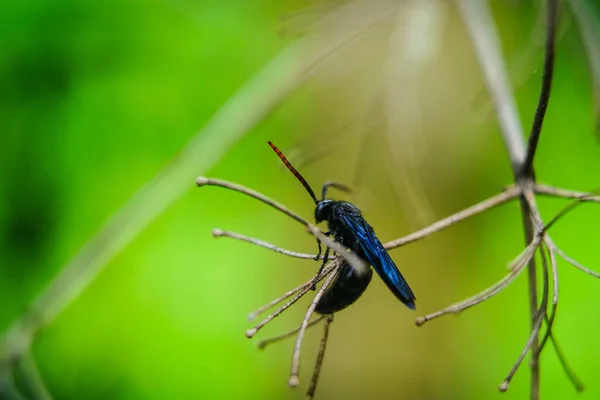 Insecto Azul Oscuro Sentado Pequeñas Ramas Sobre Fondo Verde Macro — Foto de Stock